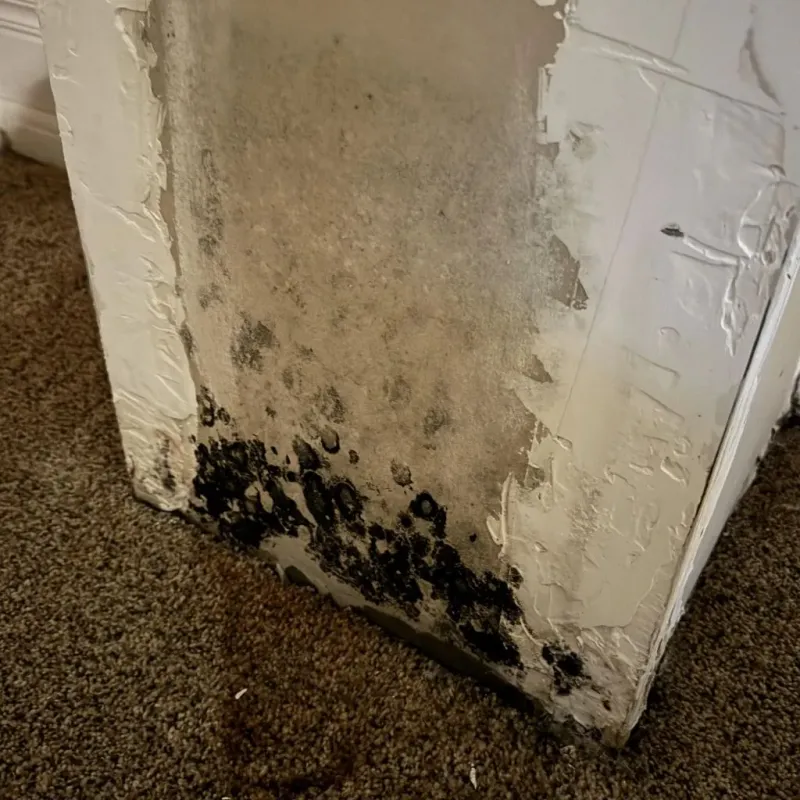 Professional Mold Removal in Richford, VT